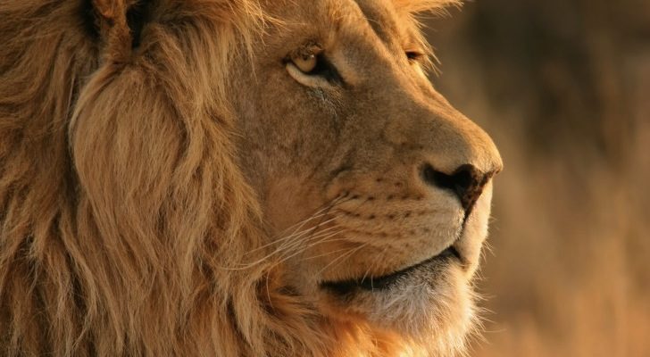 Mac OS X Lion 'Lion wallpaper'