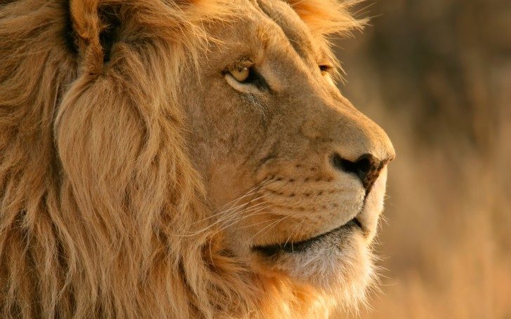 Mac OS X Lion 'Lion wallpaper' Mac OS X Lion 'Lion wallpaper'